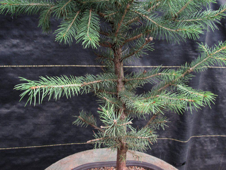 Blue Spruce Bonsai Tree Bark