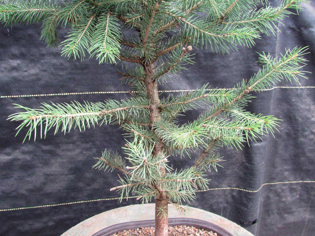 Blue Spruce Bonsai Tree Trunk