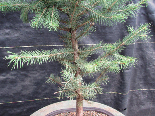 blue spruce bonsai tree Blue Spruce Bonsai Tree