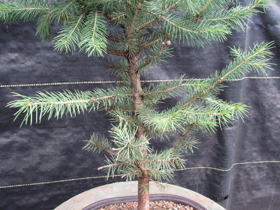 Blue Spruce Bonsai Tree Trunk