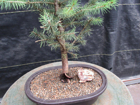 blue bonsai tree real Blue Spruce Bonsai Tree
