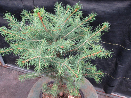blue pine tree bonsai Blue Spruce Bonsai Tree