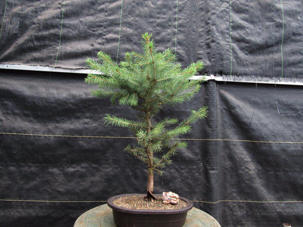 Blue Spruce Bonsai Tree