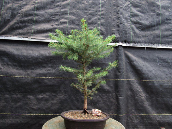 dracaena light Large Dracaena Lemon Lime Houseplant with Planter - Large (30"-40" tall) Sand Planter
