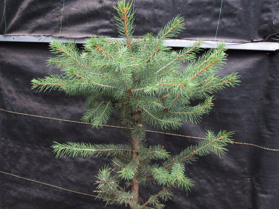 Blue Spruce Bonsai Tree Profile