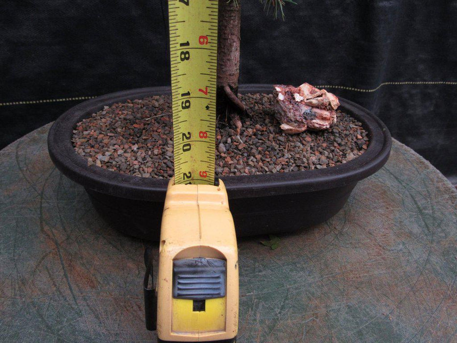 Blue Spruce Bonsai Tree Size