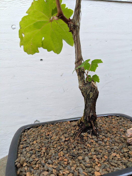 Cabernet Sauvignon Grape Bonsai Tree profile
