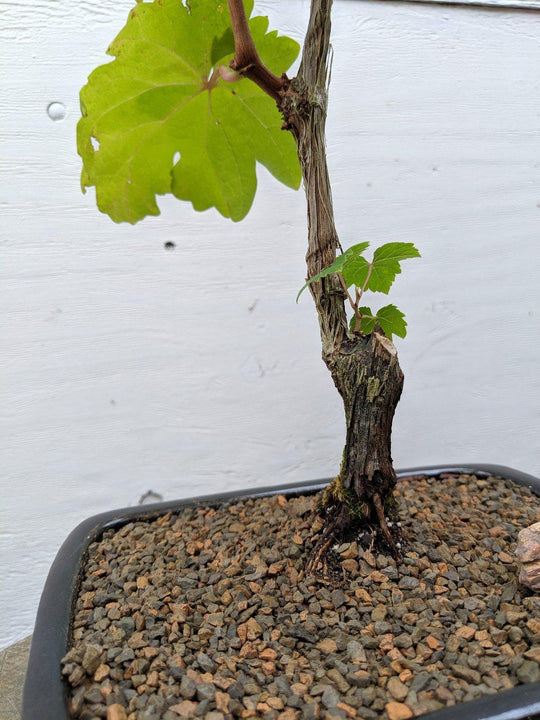 bonsai grape tree Cabernet Sauvignon Grape Bonsai Tree