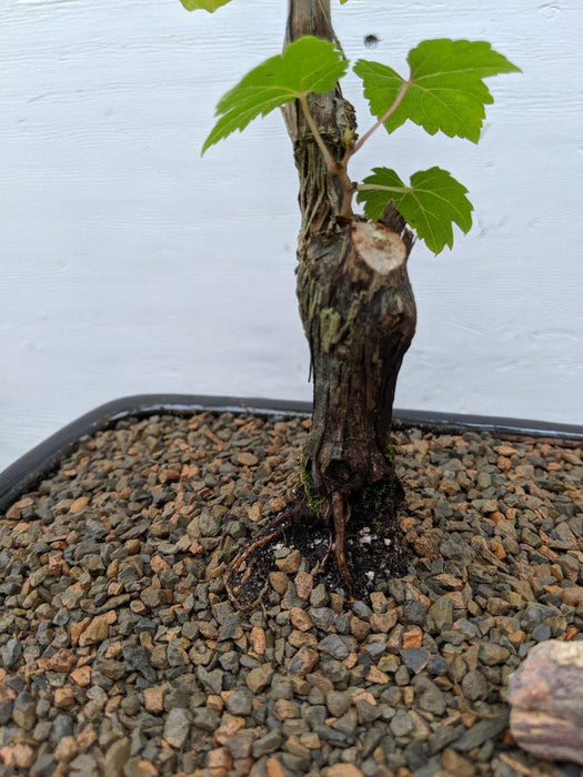 Cabernet Sauvignon Grape Bonsai Tree Cut