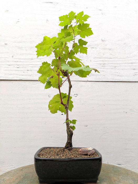 wine grape bonsai tree Cabernet Sauvignon Grape Bonsai Tree
