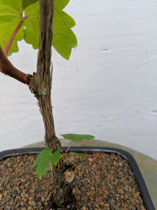 Cabernet Sauvignon Grape Bonsai Tree Trunk