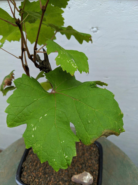 Cabernet Sauvignon Grape Bonsai Tree Leaves