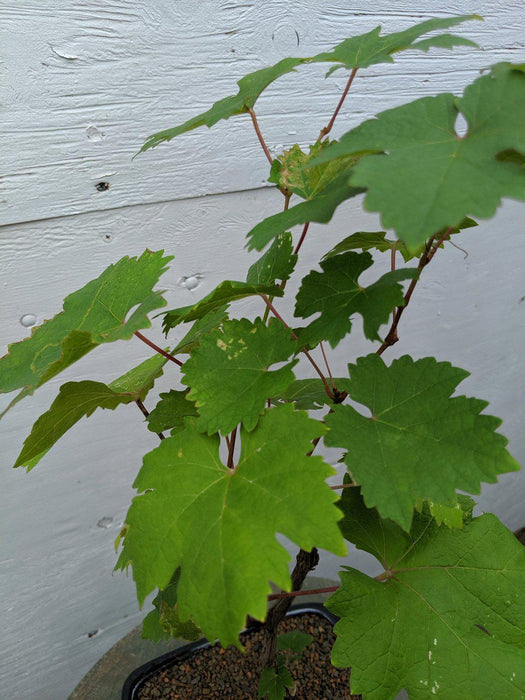 Cabernet Sauvignon Grape Bonsai Tree Canopy