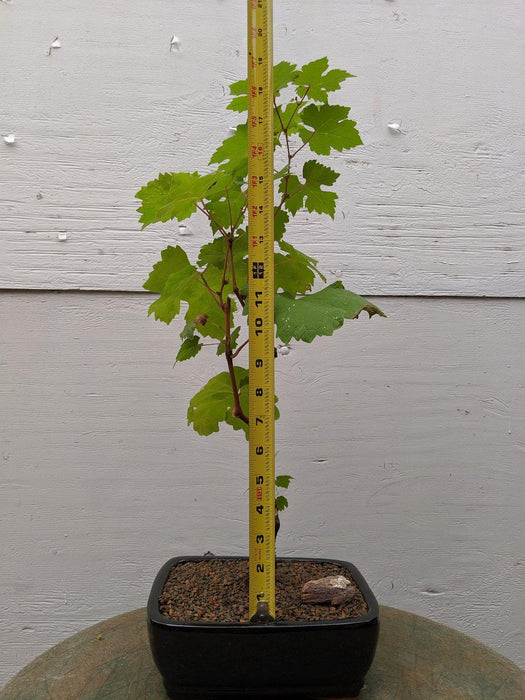 Cabernet Sauvignon Grape Bonsai Tree Size