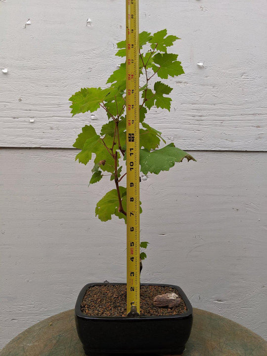 bonsai grape tree Cabernet Sauvignon Grape Bonsai Tree