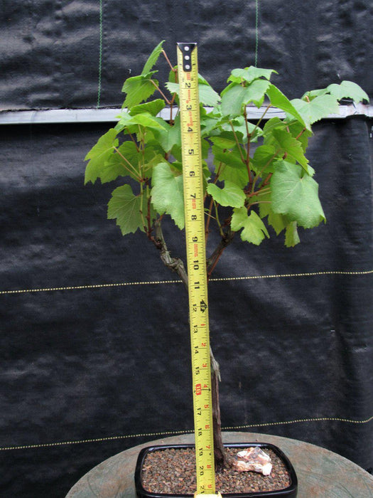 Chardonnay Grape Bonsai Tree Full Height