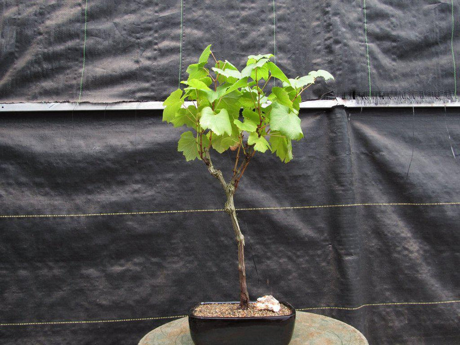 Chardonnay Grape Bonsai Tree Profile