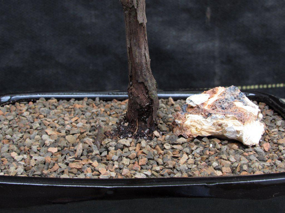 Chardonnay Grape Bonsai Tree Base