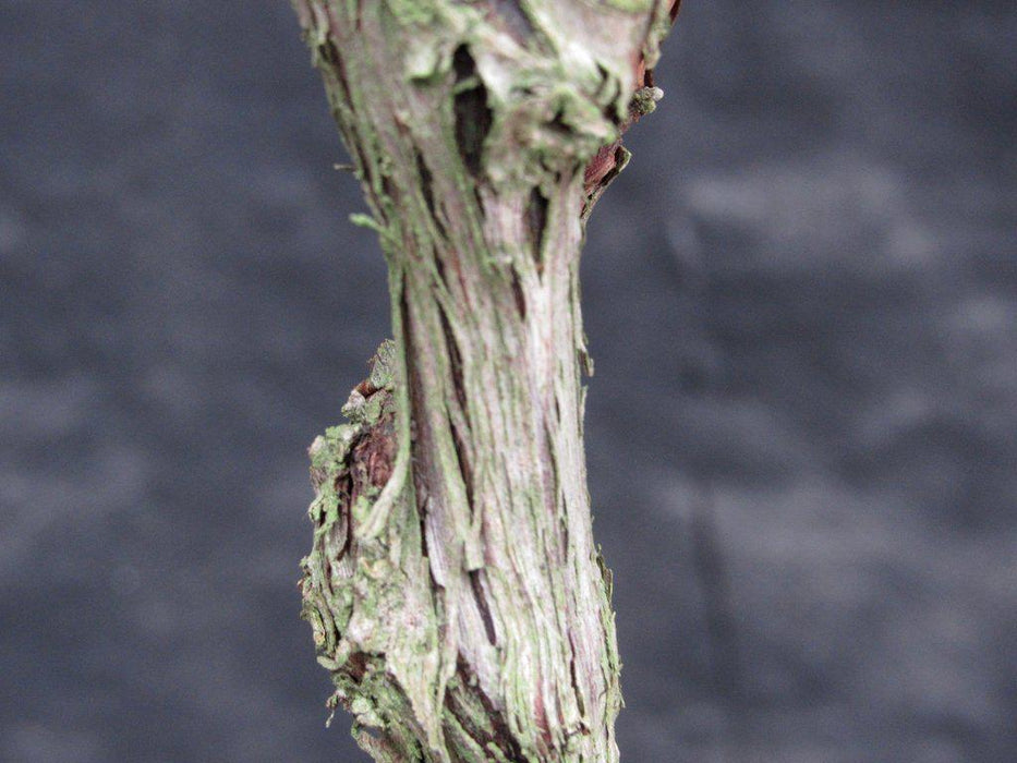 Chardonnay Grape Bonsai Tree Bark