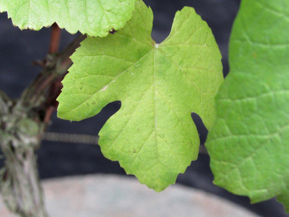 Chardonnay Grape Bonsai Tree Leaves