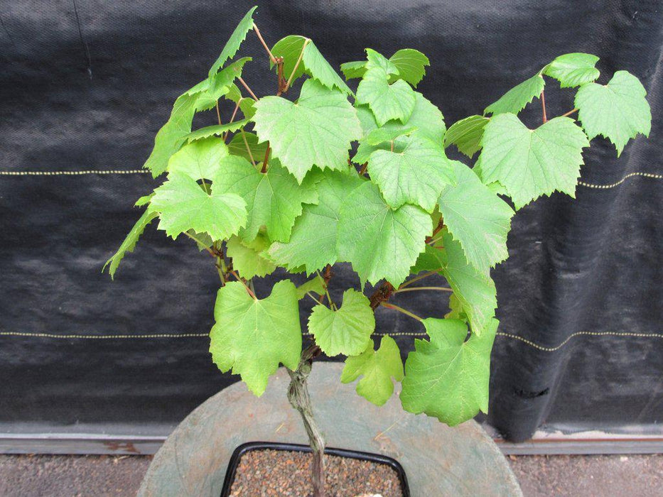 Chardonnay Grape Bonsai Tree Foliage