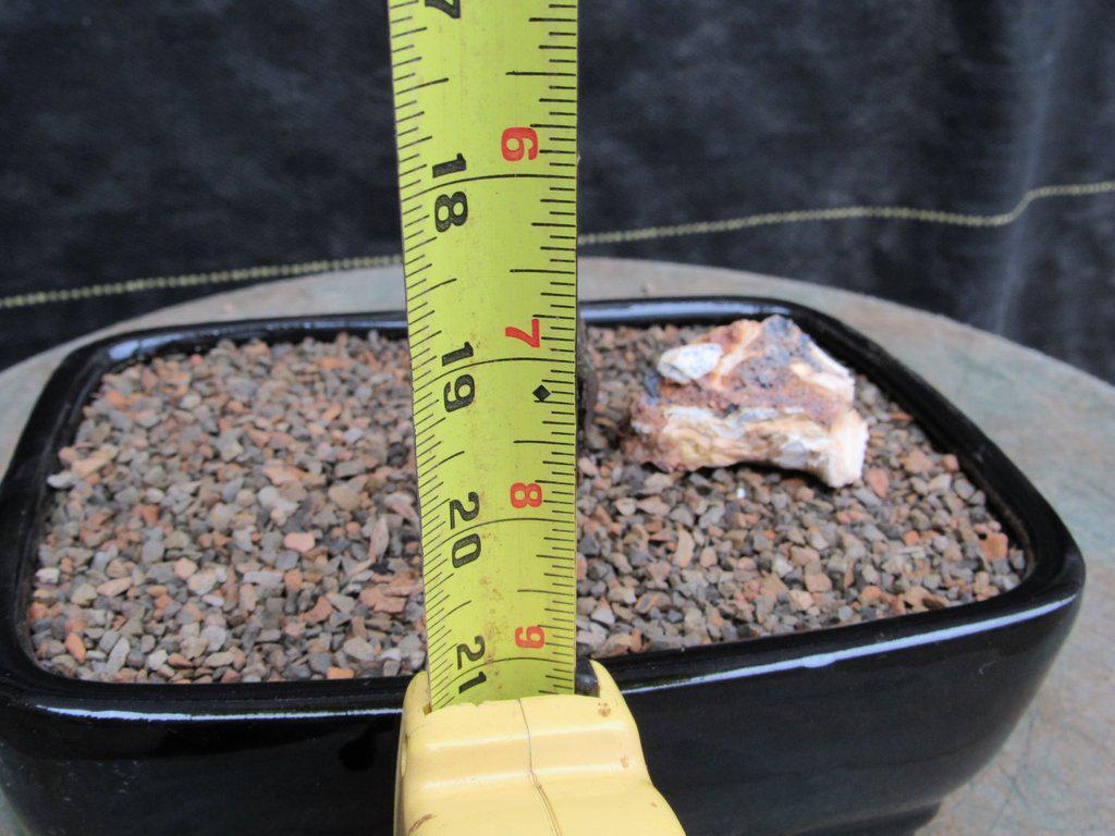 Chardonnay Grape Bonsai Tree Size