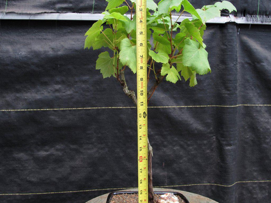 Chardonnay Grape Bonsai Tree Height