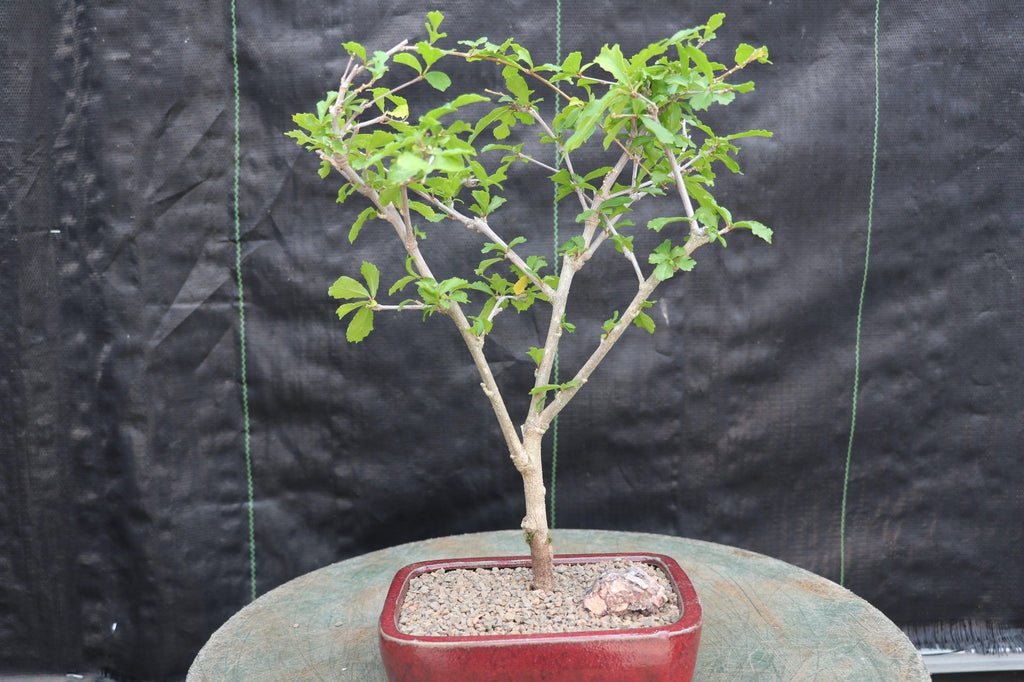 Chinese Lantern Bonsai Tree Profile