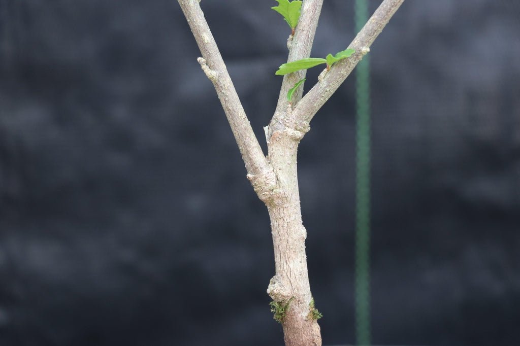 Chinese Lantern Bonsai Tree Bark