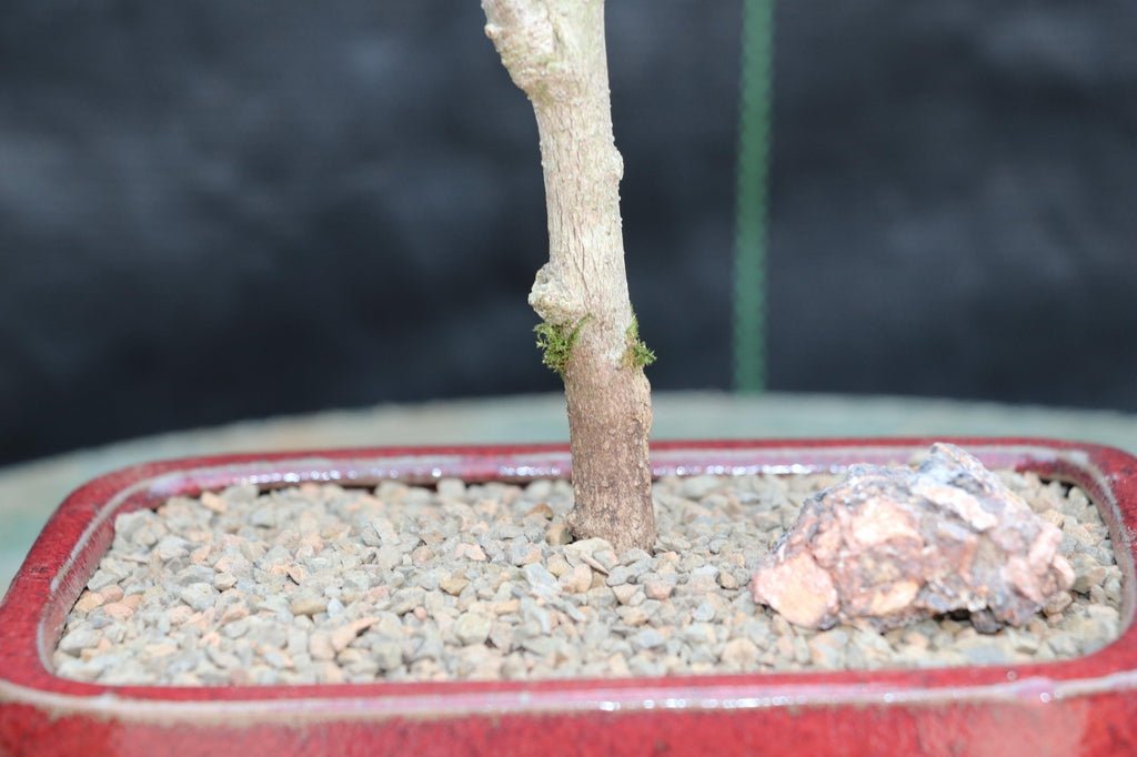Chinese Lantern Bonsai Tree Trunk
