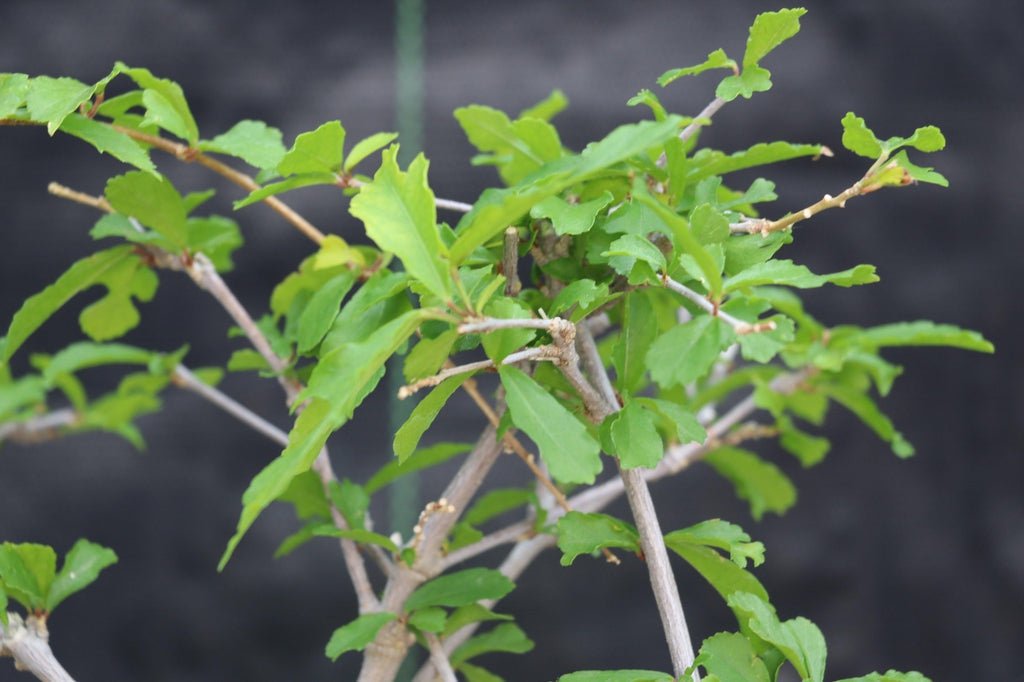 Chinese Lantern Bonsai Tree Leaves