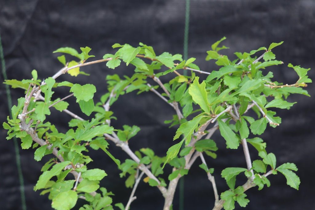 Chinese Lantern Bonsai Tree Foliage
