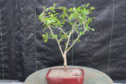 Chinese Lantern Bonsai Tree