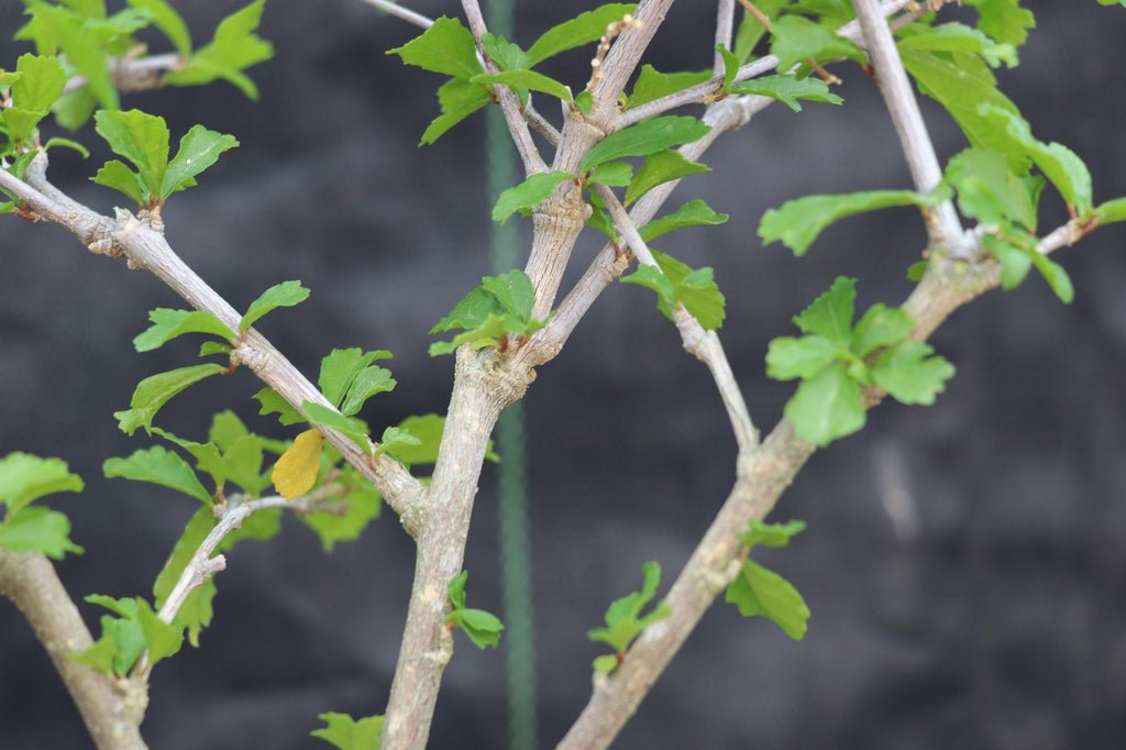 Chinese Lantern Bonsai Tree Branches