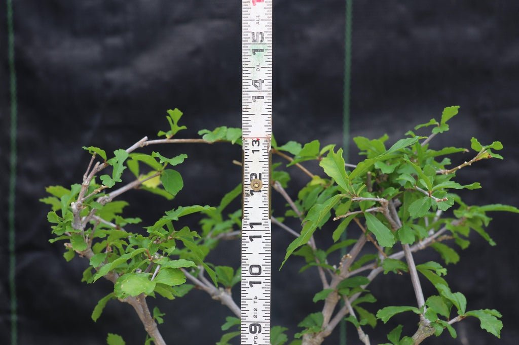 Chinese Lantern Bonsai Tree Size
