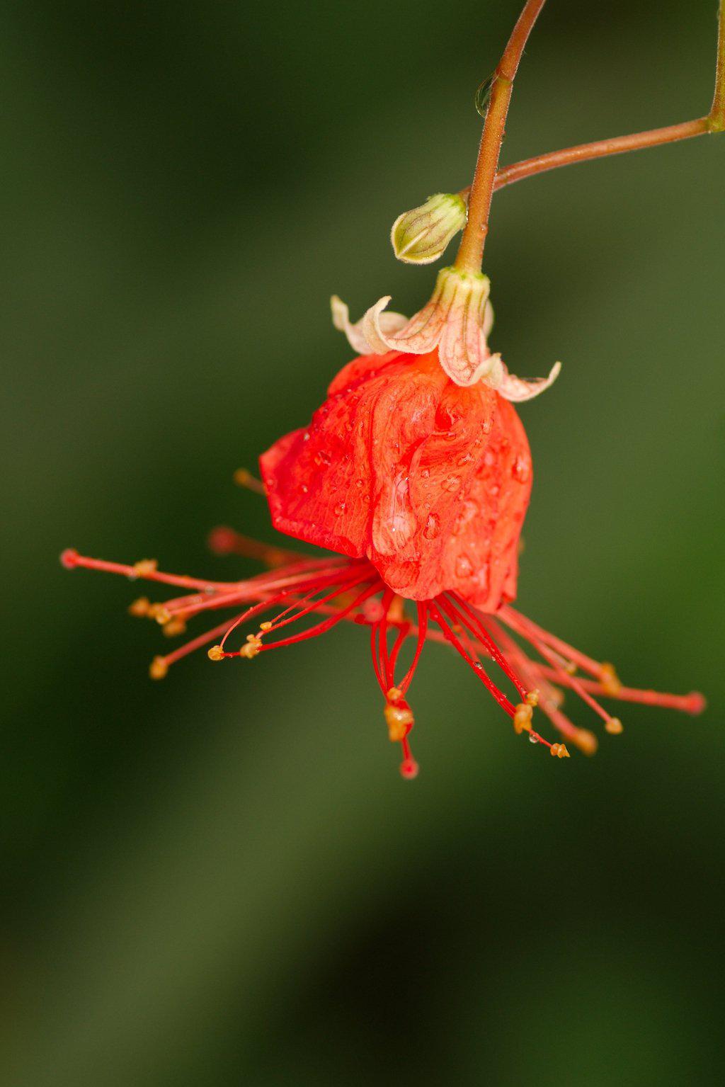 Chinese Lantern Flower