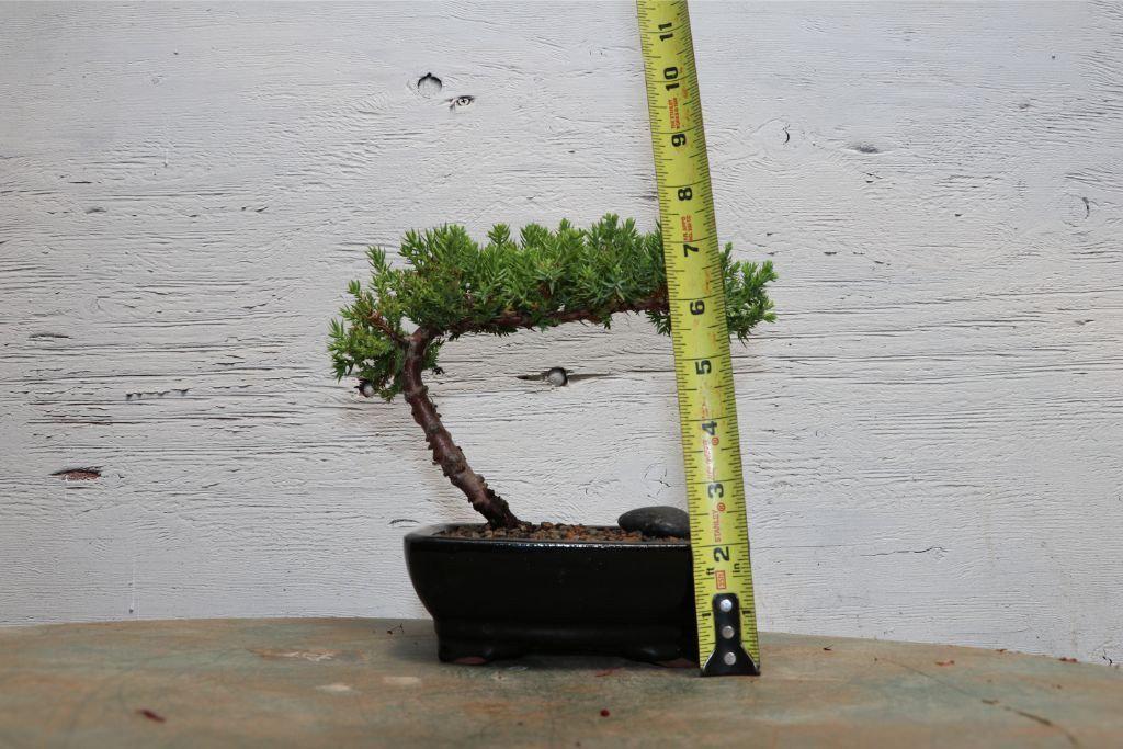 Juniper Bonsai Tree Size