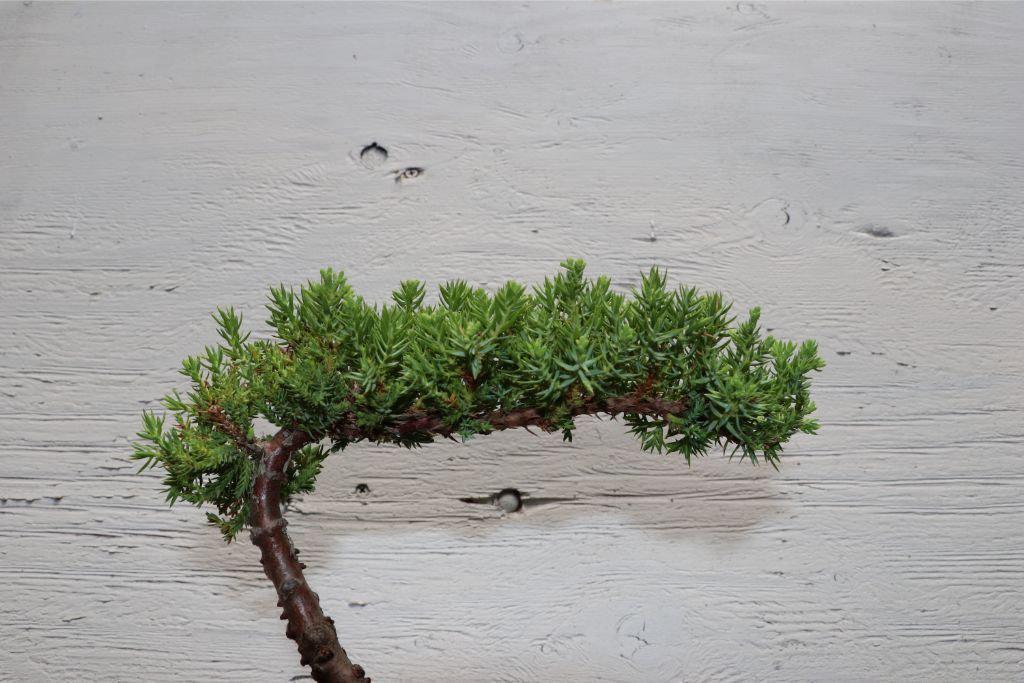 Juniper Bonsai Tree Leaves