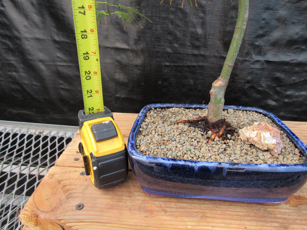 Crimson Queen Japanese Maple Bonsai Tree Height