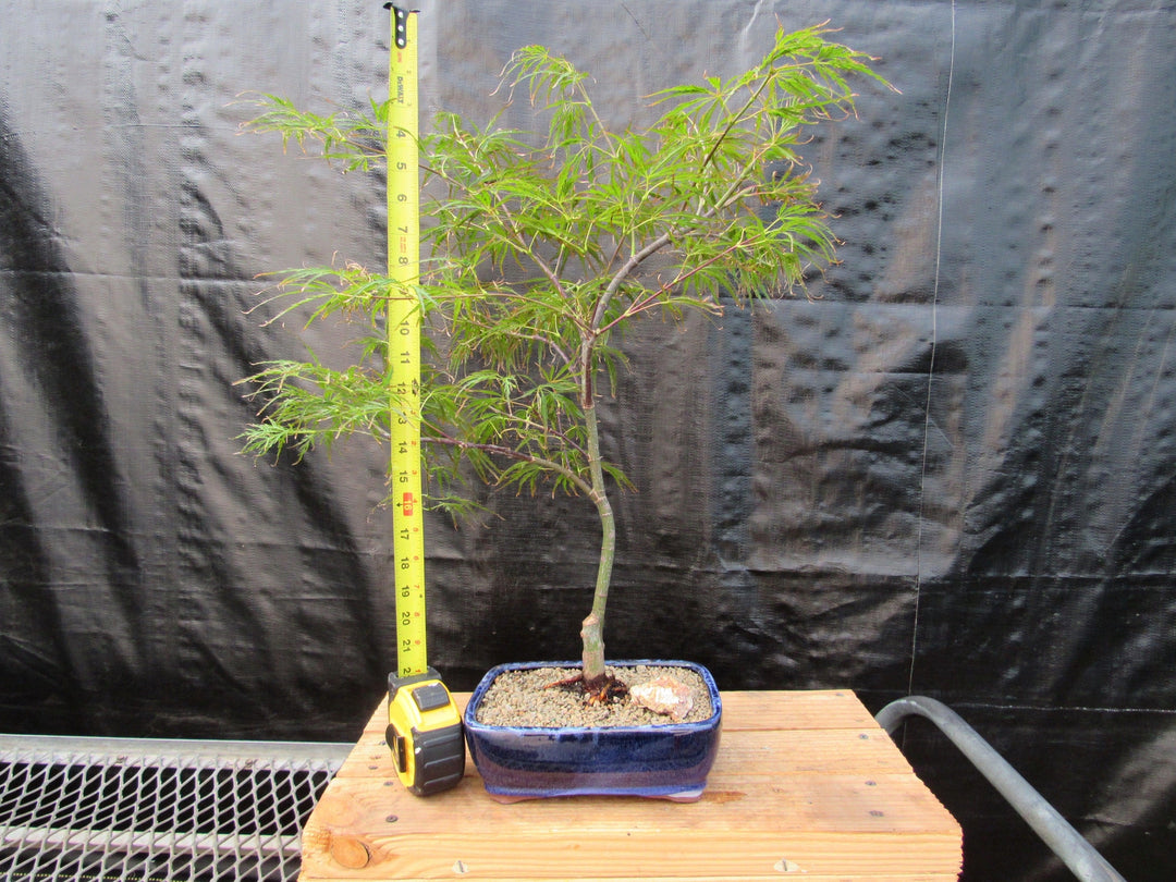 Crimson Queen Japanese Maple Bonsai Tree Size