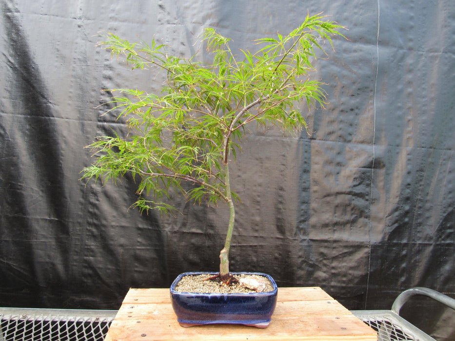 Crimson Queen Japanese Maple Bonsai Tree Profile