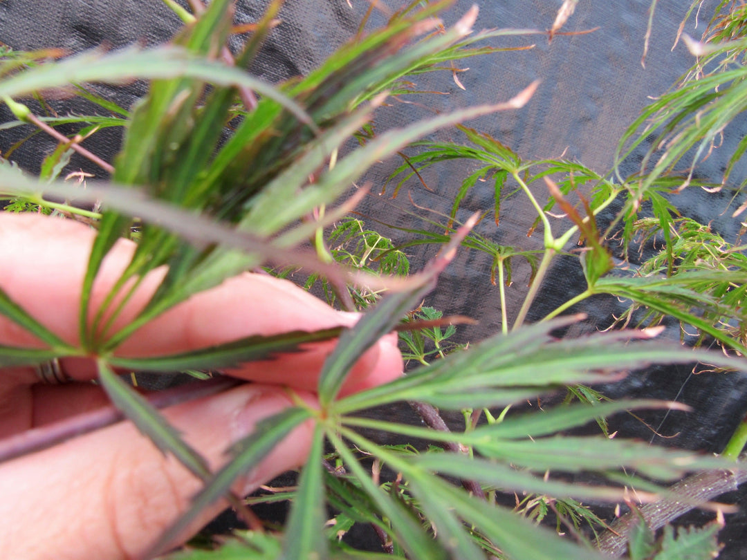 Crimson Queen Japanese Maple Bonsai Tree Foliage