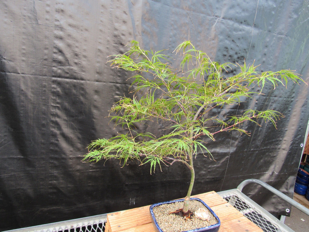 Crimson Queen Japanese Maple Bonsai Tree Side