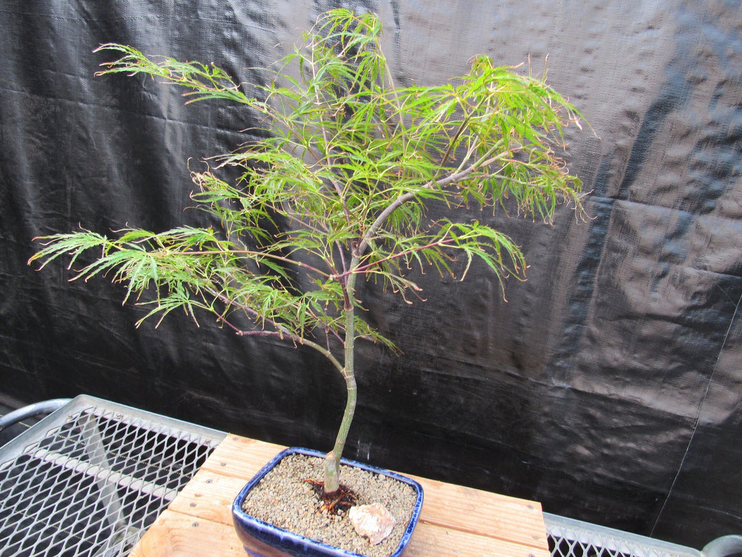 Crimson Queen Japanese Maple Bonsai Tree Strong Side