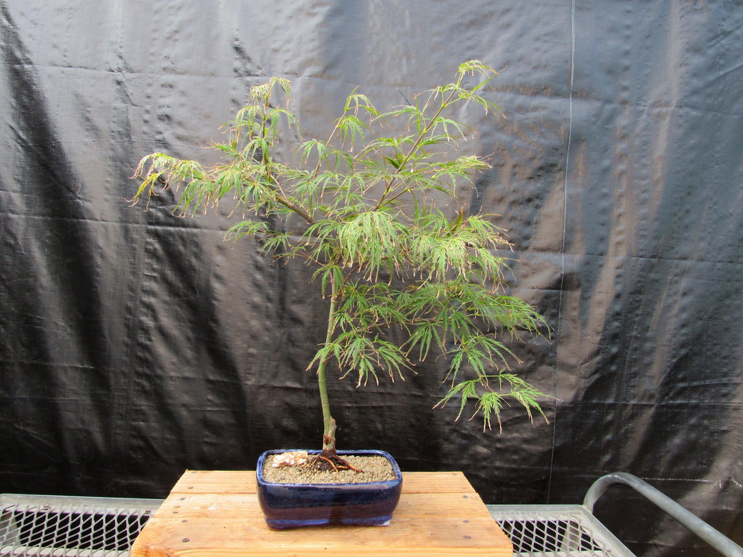 Crimson Queen Japanese Maple Bonsai Tree Back