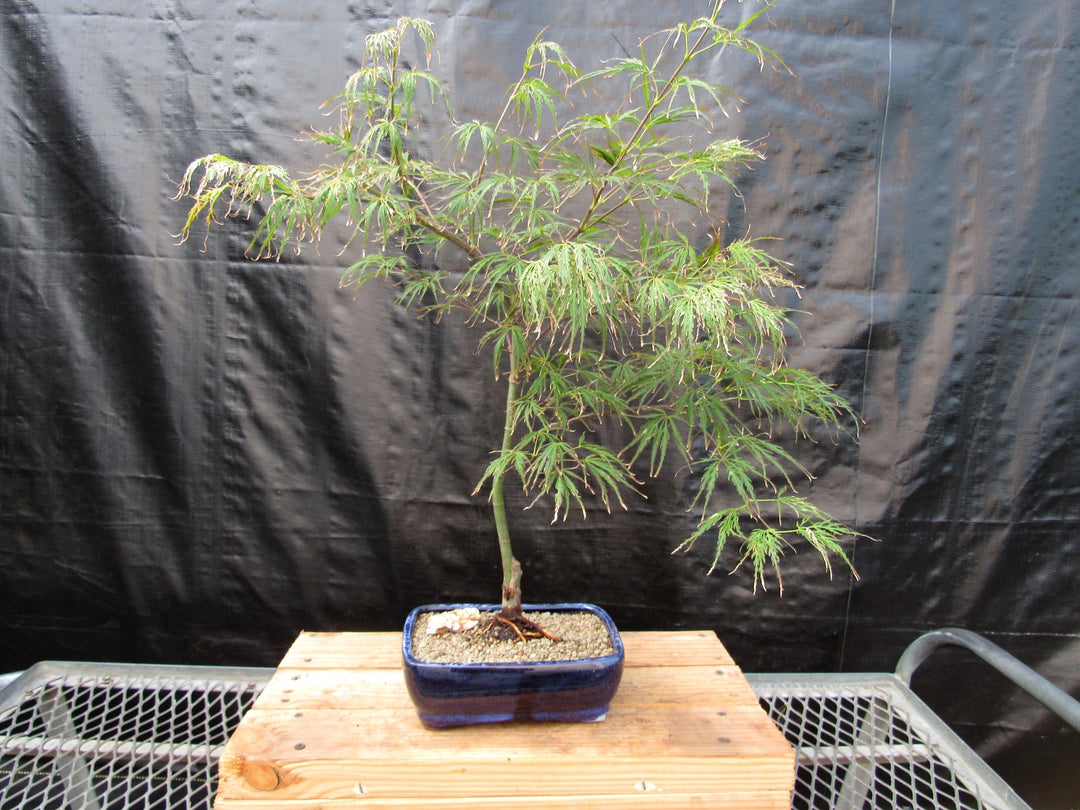 Crimson Queen Japanese Maple Bonsai Tree Back Profile