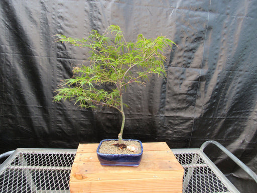 Crimson Queen Japanese Maple Bonsai Tree