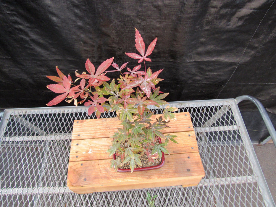 Curved Trunk Red Japanese Maple Bonsai Tree Canopy