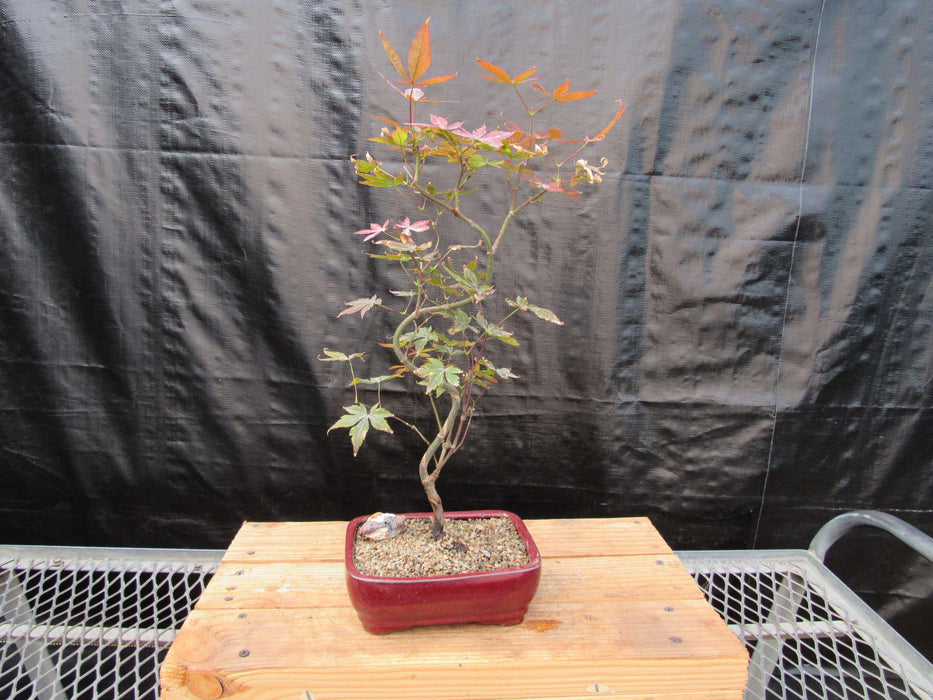 Curved Trunk Red Japanese Maple Bonsai Tree Back