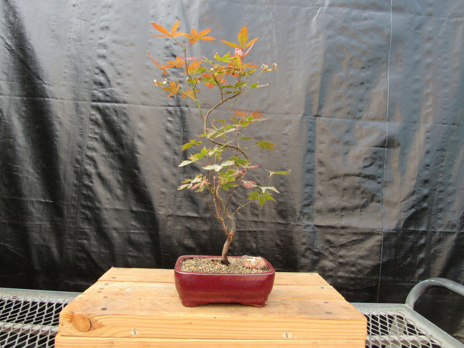Curved Trunk Red Japanese Maple Bonsai Tree Profile